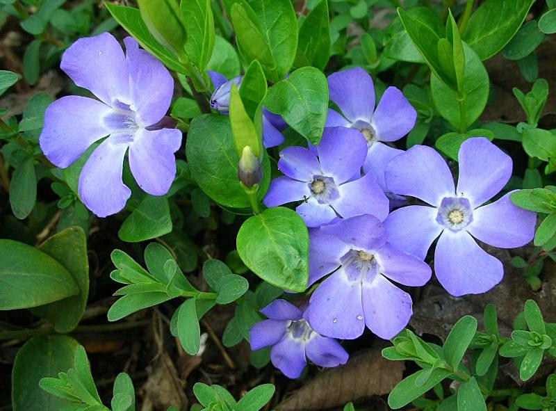 Vinca major & minor / Pervinca maggiore e minore